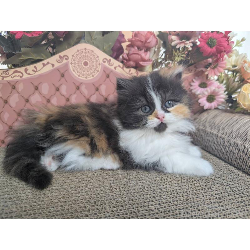 販売中の岩手県のミヌエット(短足)-132341の5枚目