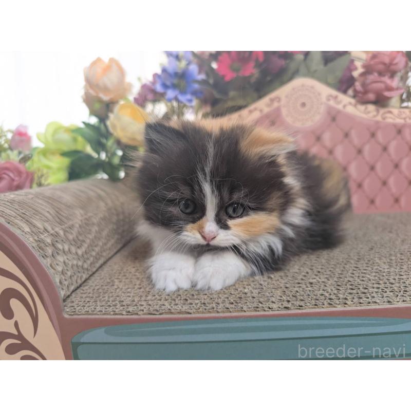 販売中の岩手県のミヌエット(短足)-132341の4枚目