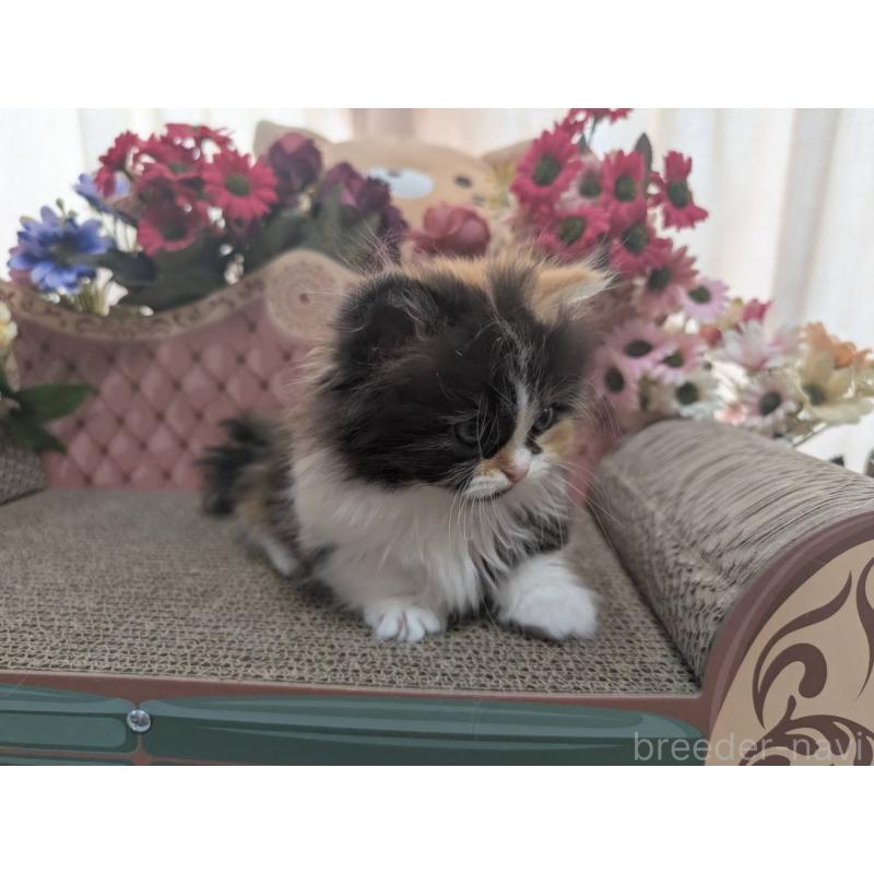 販売中の岩手県のミヌエット(短足)-132341の3枚目