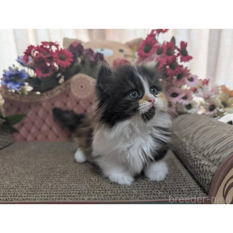 販売中の岩手県のミヌエット(短足)-132341の2枚目