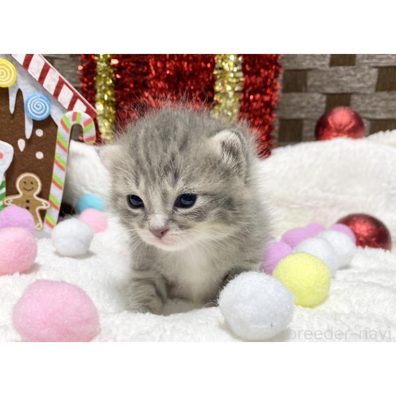 販売中の愛知県のミヌエット-132343の5枚目