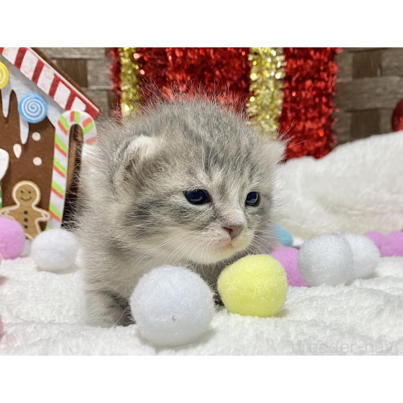 販売中の愛知県のミヌエット-132343の4枚目