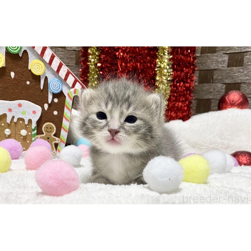 販売中の愛知県のミヌエット-132343の3枚目