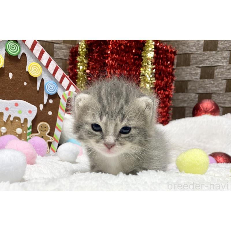 販売中の愛知県のミヌエット-132343の2枚目