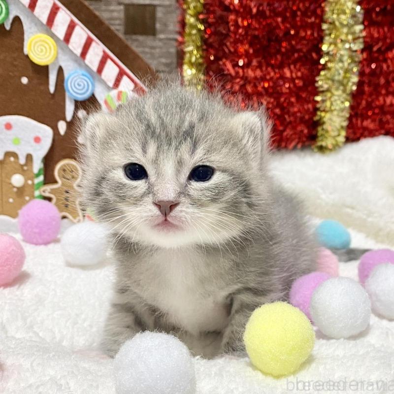 販売中の愛知県のミヌエット-132343の1枚目