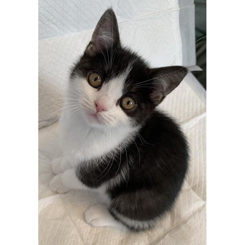 販売中の神奈川県のスコティッシュフォールド-129759の3枚目