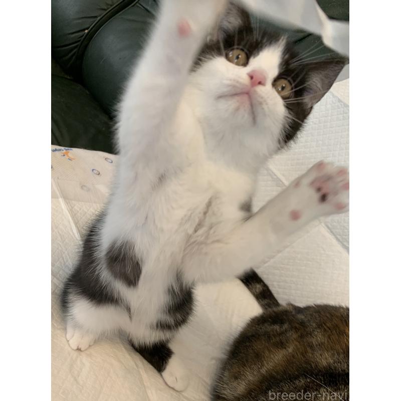 販売中の神奈川県のスコティッシュフォールド-129759の2枚目