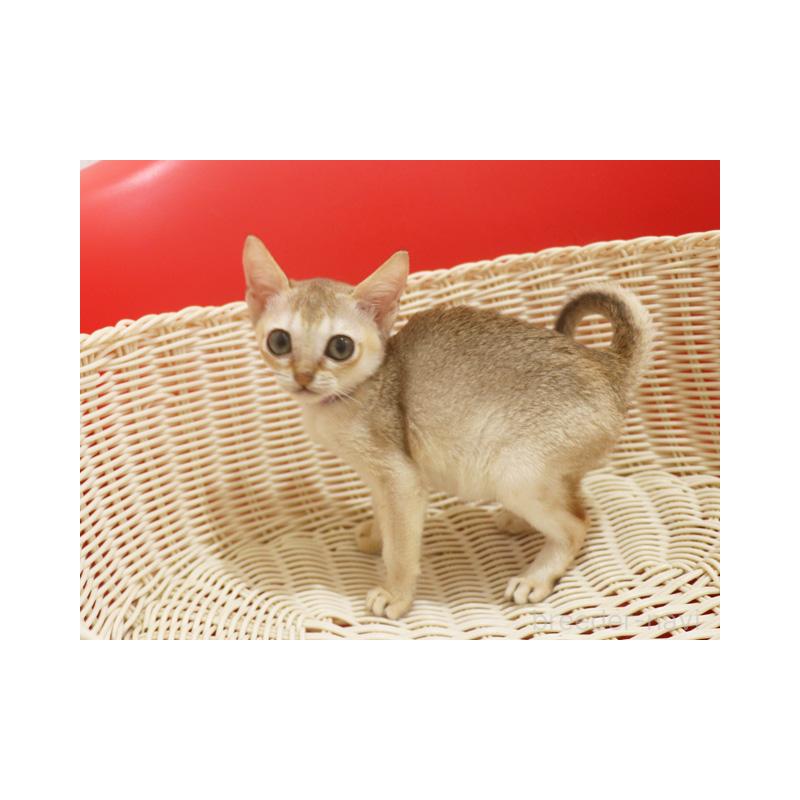 販売中の埼玉県のシンガプーラ-131832の2枚目