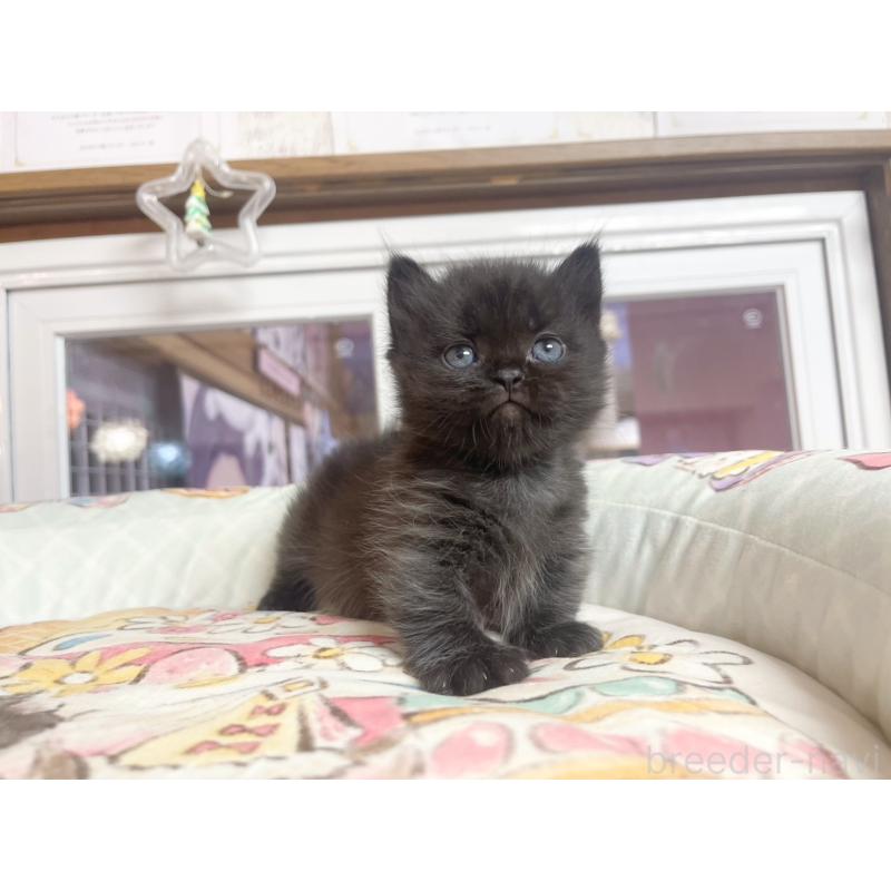 販売中の千葉県のマンチカン(短足)-132344の5枚目