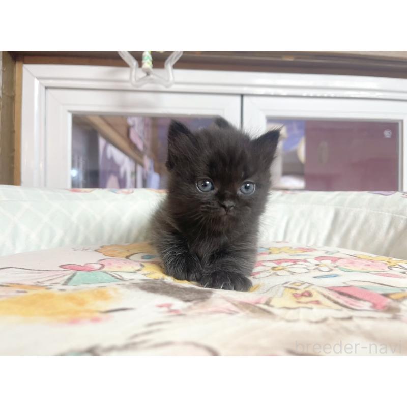 販売中の千葉県のマンチカン(短足)-132344の4枚目