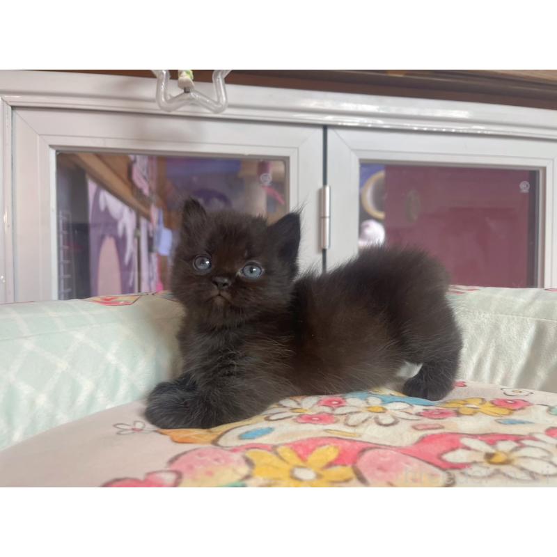 販売中の千葉県のマンチカン(短足)-132344の3枚目