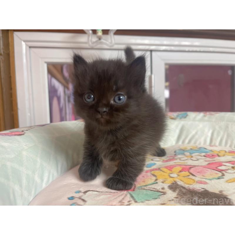 販売中の千葉県のマンチカン(短足)-132344の2枚目