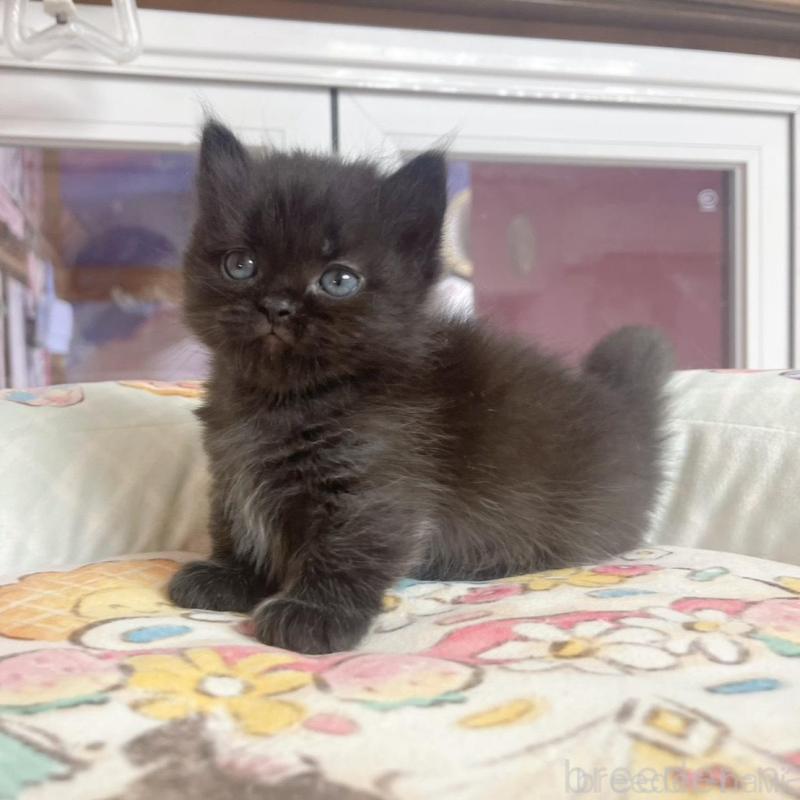 販売中の千葉県のマンチカン(短足)-132344の1枚目