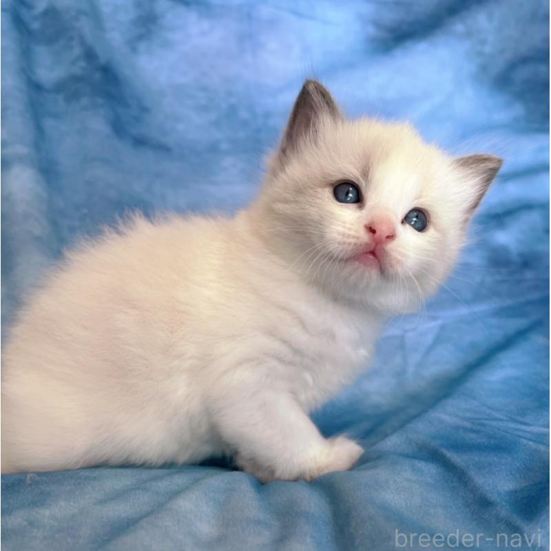 販売中の千葉県のラグドール-132345の6枚目