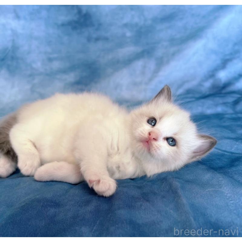 販売中の千葉県のラグドール-132345の5枚目