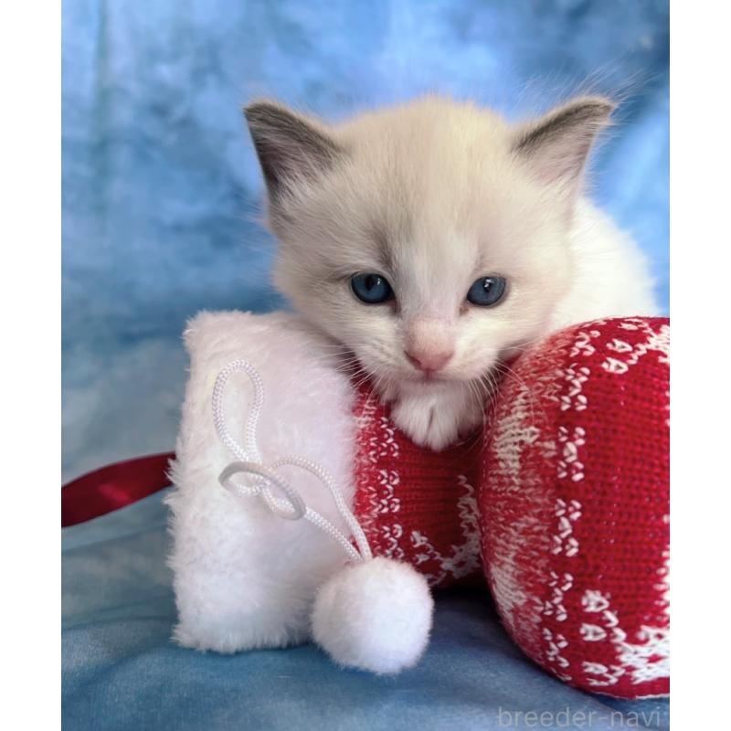 販売中の千葉県のラグドール-132345の3枚目