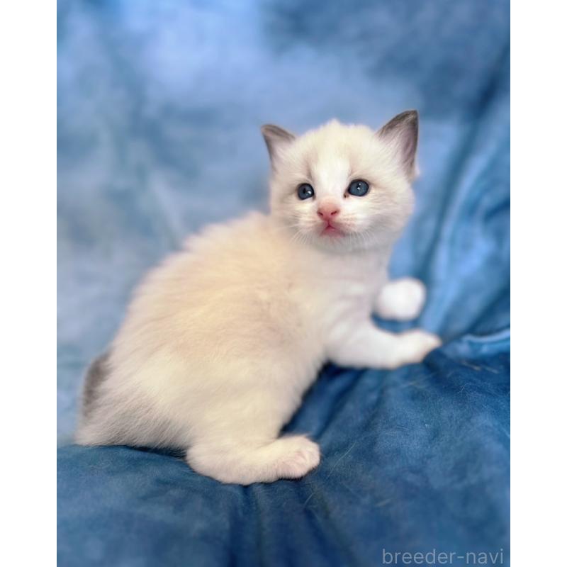 販売中の千葉県のラグドール-132345の4枚目