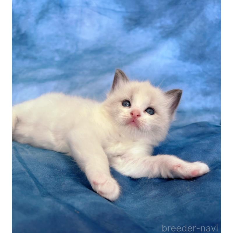 販売中の千葉県のラグドール-132345の2枚目