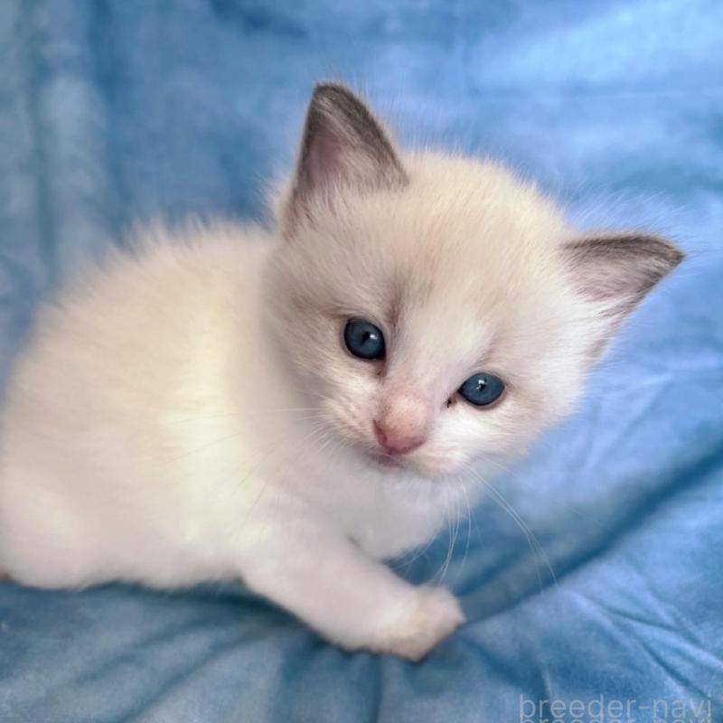 販売中の千葉県のラグドール-132345の1枚目