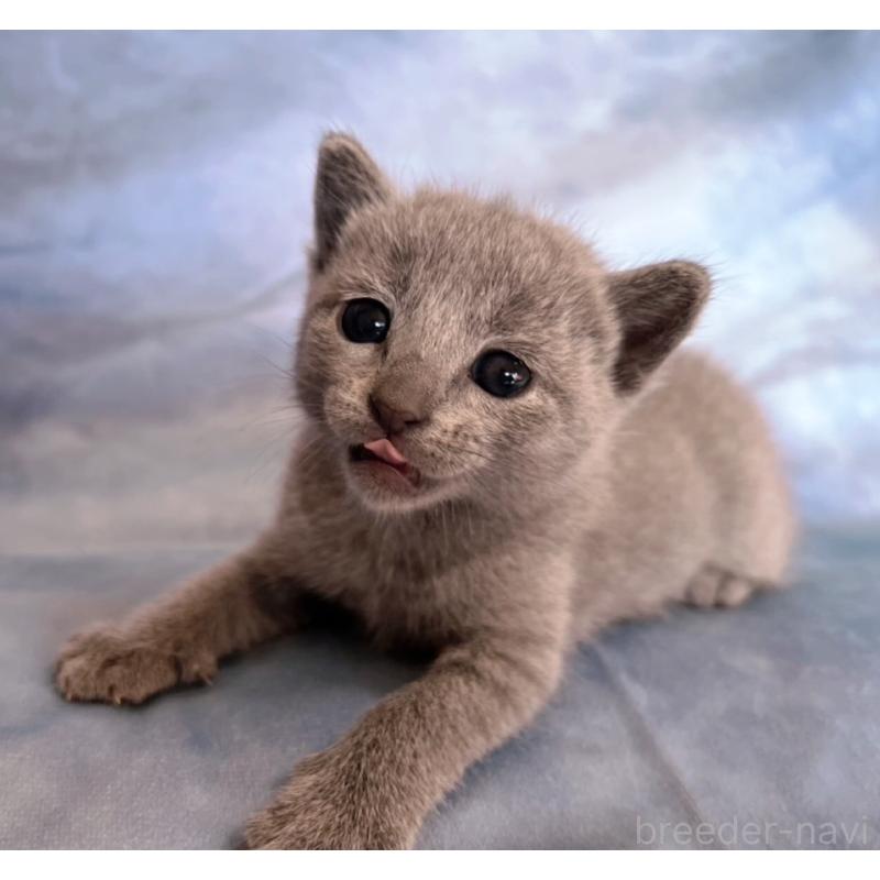 販売中の千葉県のロシアンブルー-132346の6枚目