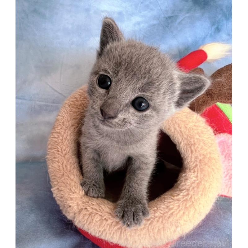 販売中の千葉県のロシアンブルー-132346の5枚目