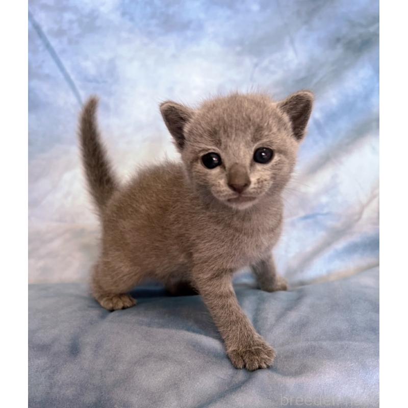 販売中の千葉県のロシアンブルー-132346の4枚目