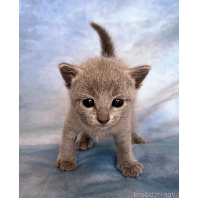 販売中の千葉県のロシアンブルー-132346の3枚目