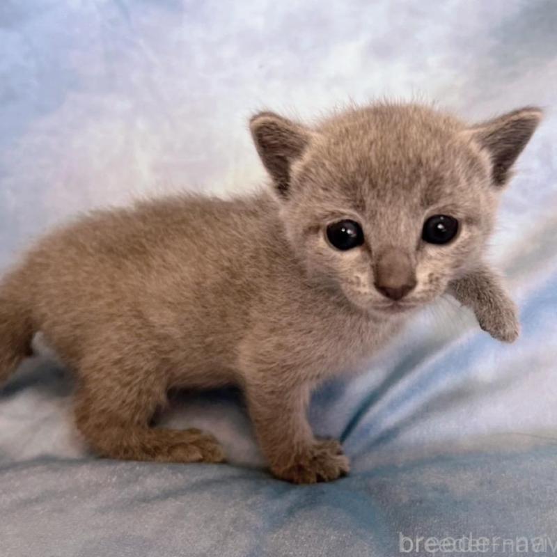 販売中の千葉県のロシアンブルー-132346