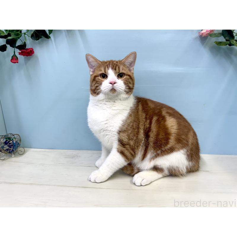 販売中の埼玉県のマンチカン-116406の5枚目