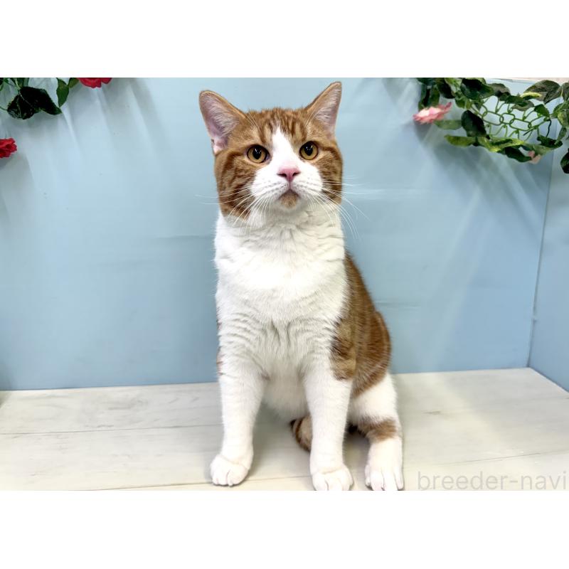 販売中の埼玉県のマンチカン-116406の4枚目