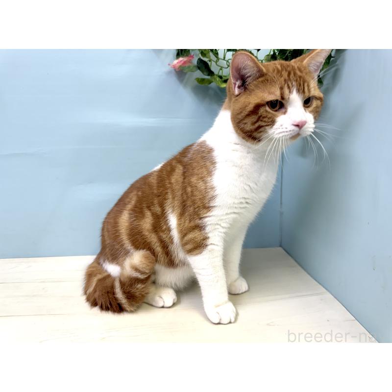 販売中の埼玉県のマンチカン-116406の3枚目