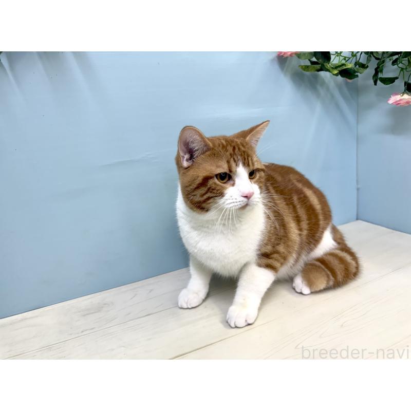 販売中の埼玉県のマンチカン-116406の2枚目