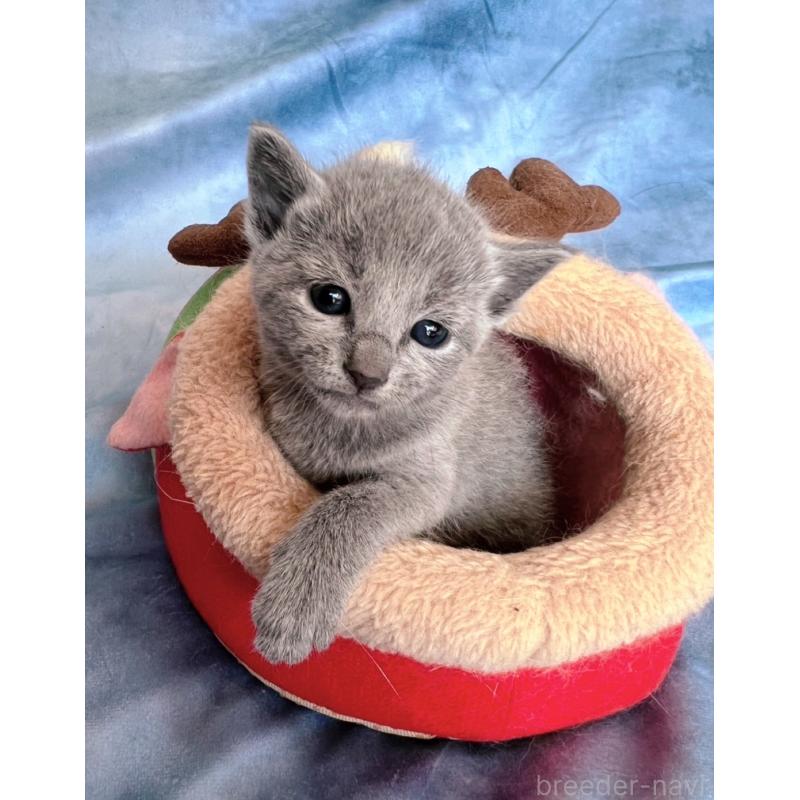 販売中の千葉県のロシアンブルー-132347の6枚目