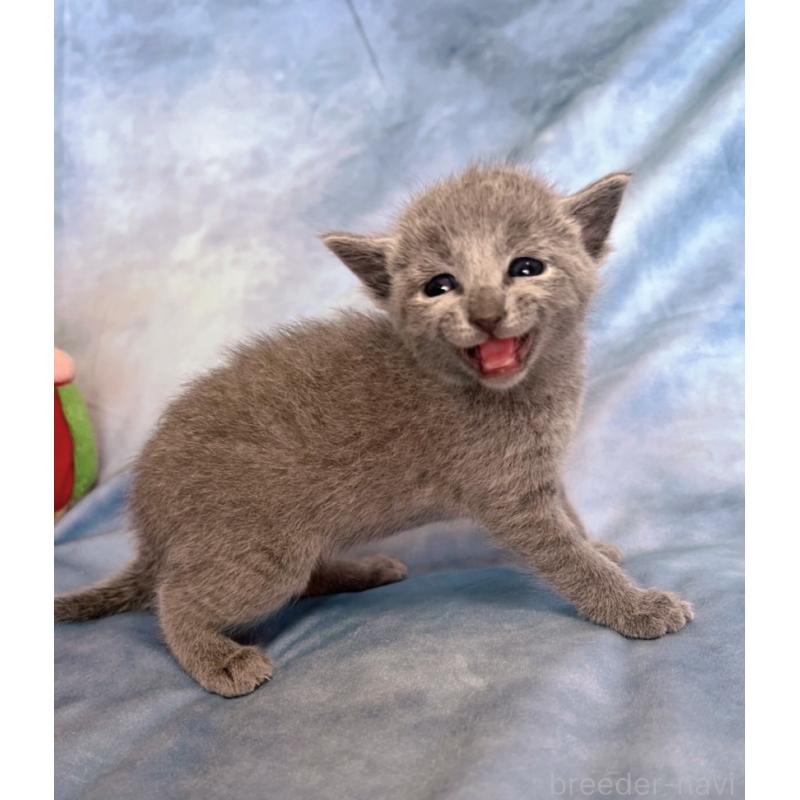 販売中の千葉県のロシアンブルー-132347の5枚目