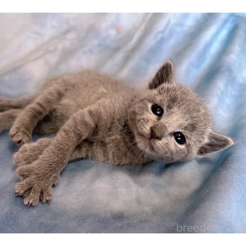 販売中の千葉県のロシアンブルー-132347の4枚目