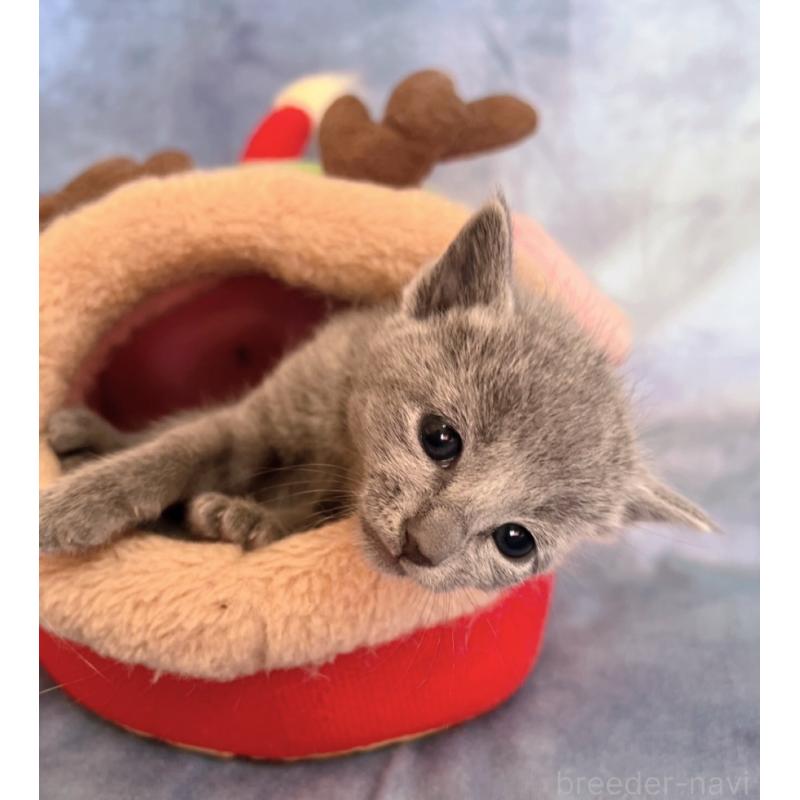 販売中の千葉県のロシアンブルー-132347の3枚目