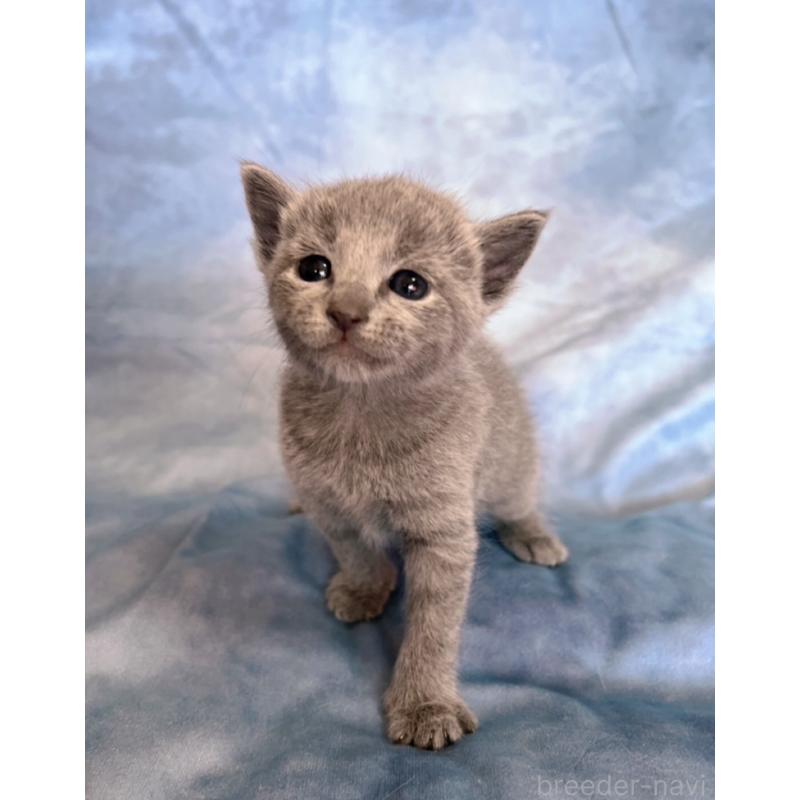 販売中の千葉県のロシアンブルー-132347の2枚目