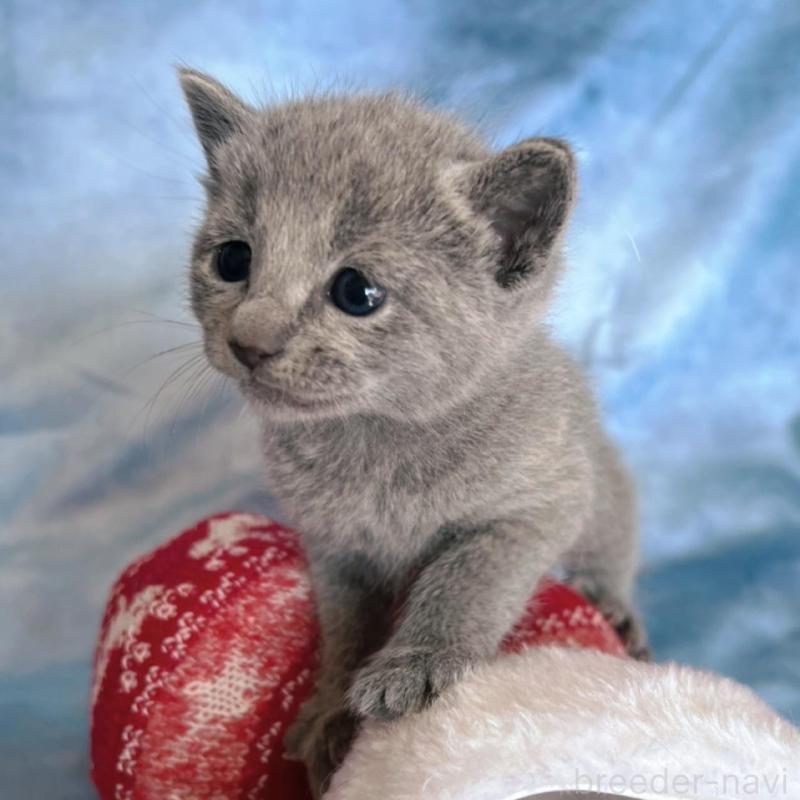 販売中の千葉県のロシアンブルー-132347の1枚目