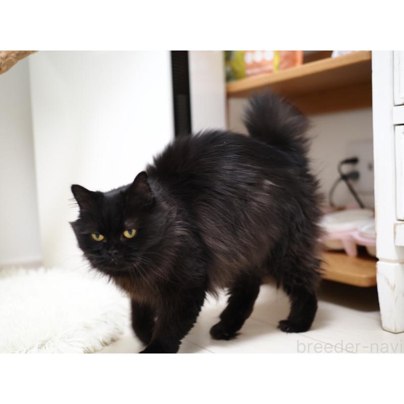 販売中の埼玉県のスコティッシュストレート-132349の8枚目