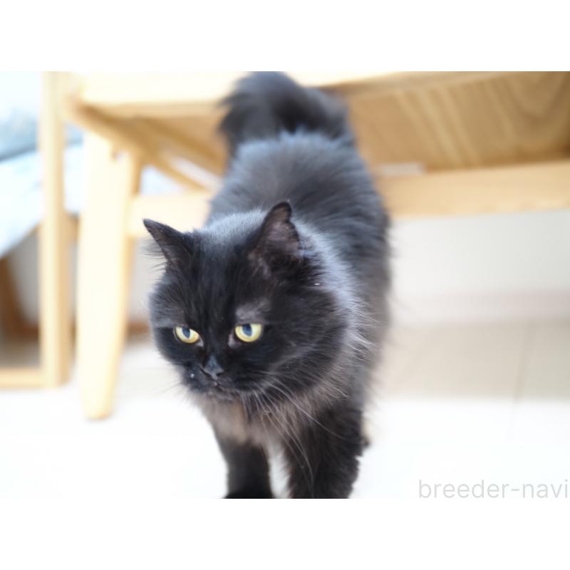 販売中の埼玉県のスコティッシュストレート-132349の6枚目