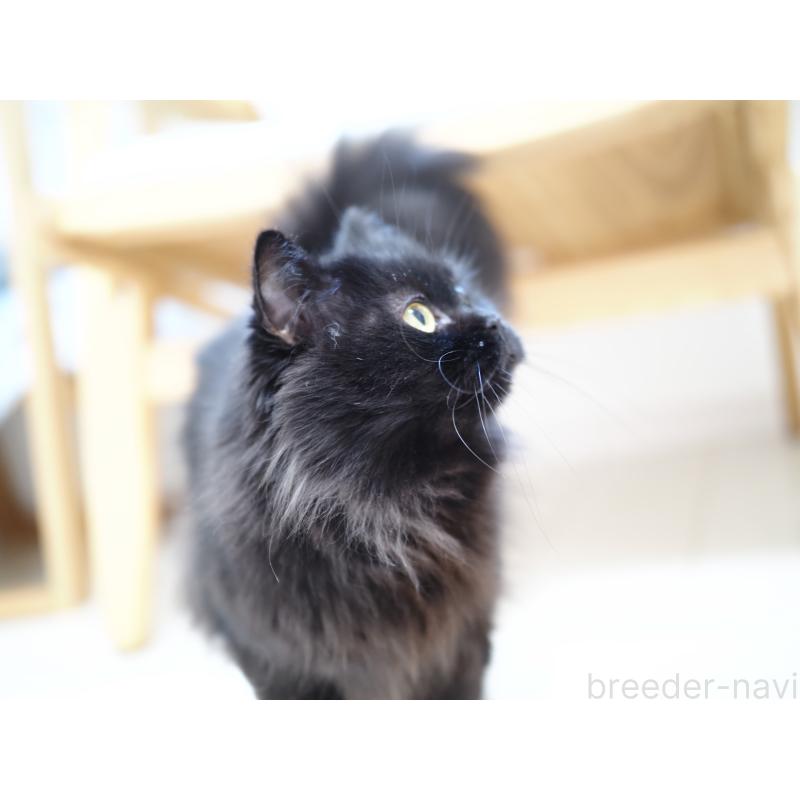 販売中の埼玉県のスコティッシュストレート-132349の5枚目