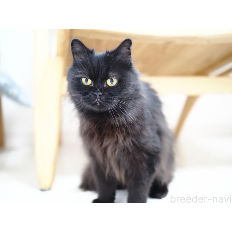 販売中の埼玉県のスコティッシュストレート-132349の3枚目