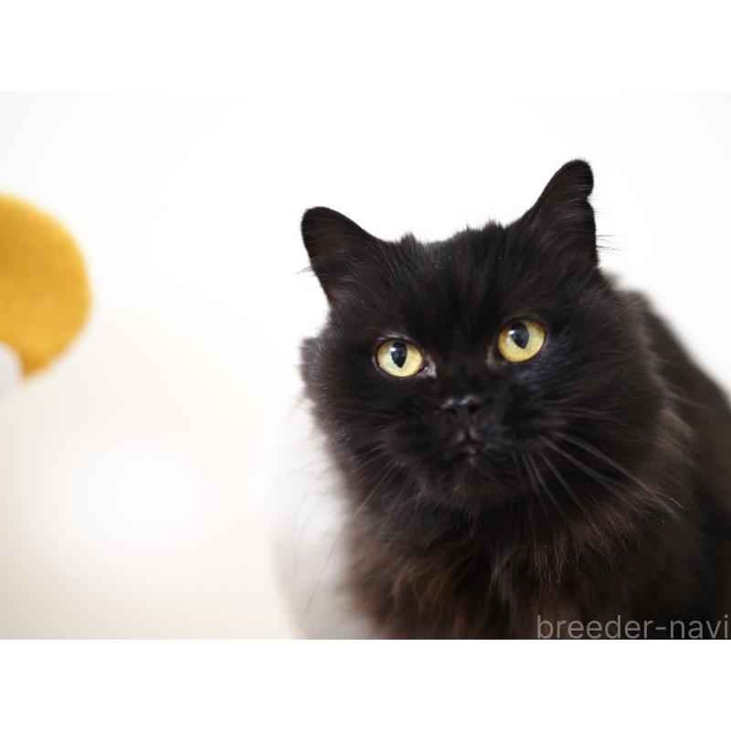 販売中の埼玉県のスコティッシュストレート-132349の2枚目