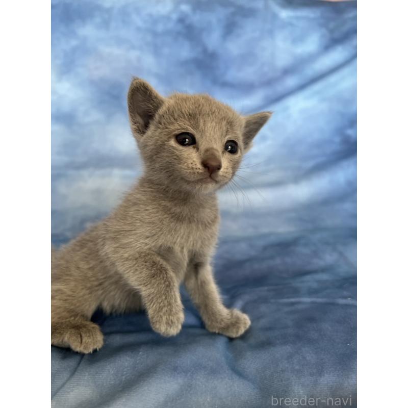 販売中の千葉県のロシアンブルー-132348の6枚目