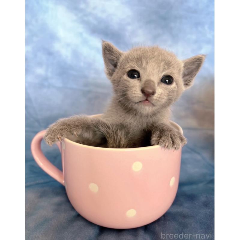 販売中の千葉県のロシアンブルー-132348の4枚目