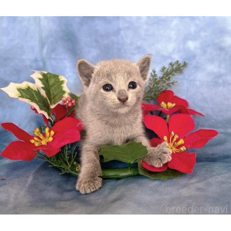 販売中の千葉県のロシアンブルー-132348の3枚目