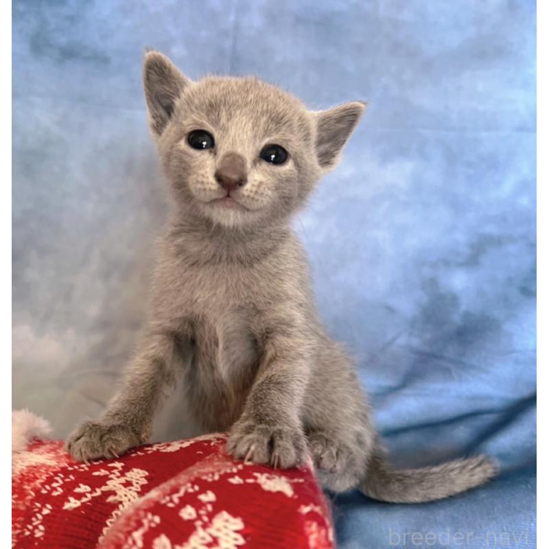 販売中の千葉県のロシアンブルー-132348の2枚目