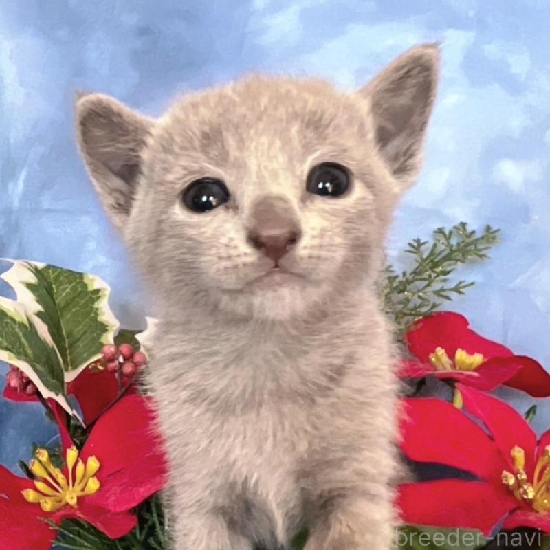 販売中の千葉県のロシアンブルー-132348