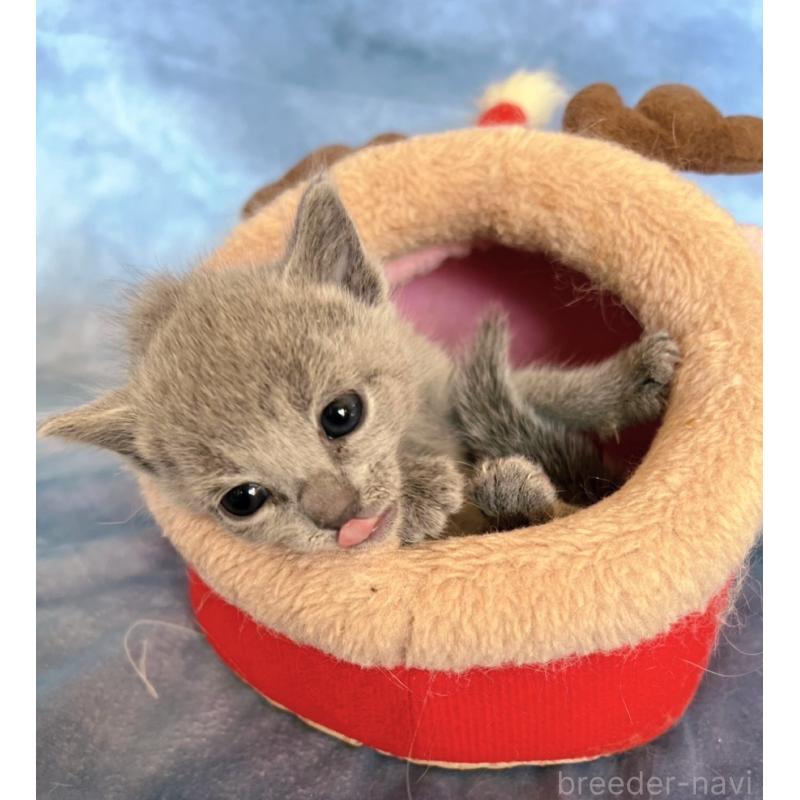 販売中の千葉県のロシアンブルー-132350の13枚目