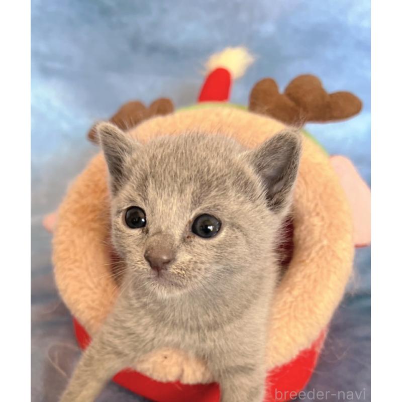 販売中の千葉県のロシアンブルー-132350の12枚目